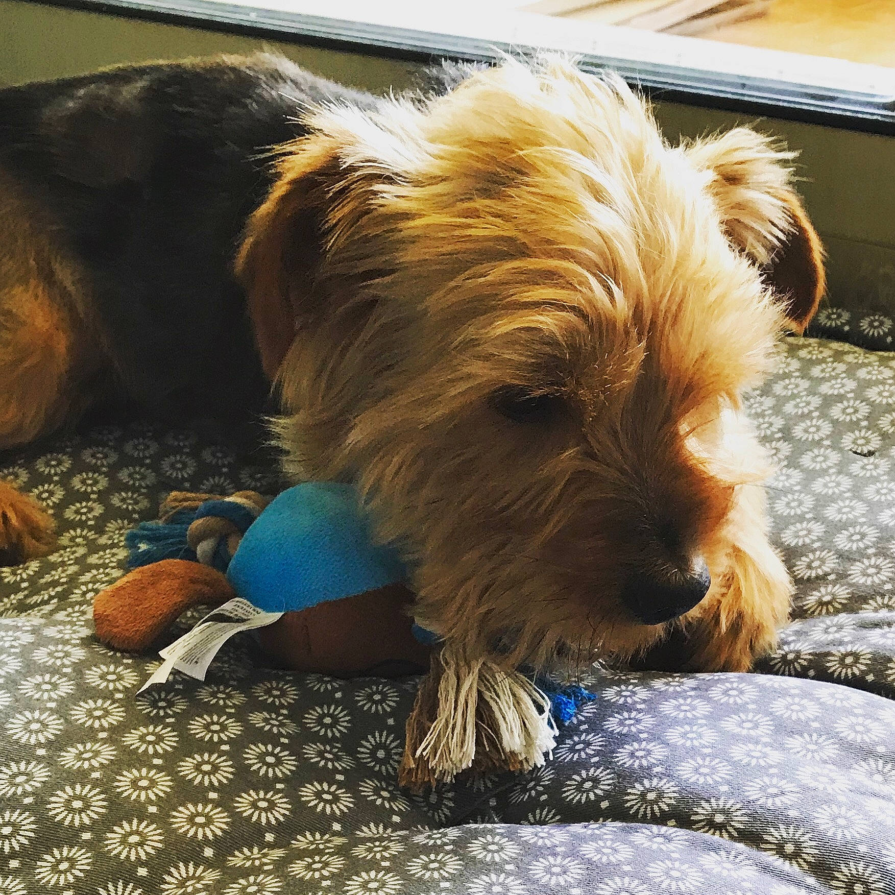 Tintin a rejoint le concours — aidez-le/la à gagner de superbes lots ! australian_terrier, cairn_terrier, canidae, carnivore, companion_dog, dog, dog_breed, glen_of_imaal_terrier, mammal, norfolk_terrier, norwich_terrier, puppy, rare_breed_dog, small_terrier, snout, sporting_group, sporting_lucas_terrier, terrier, vertebrate, yorkshire_terrier