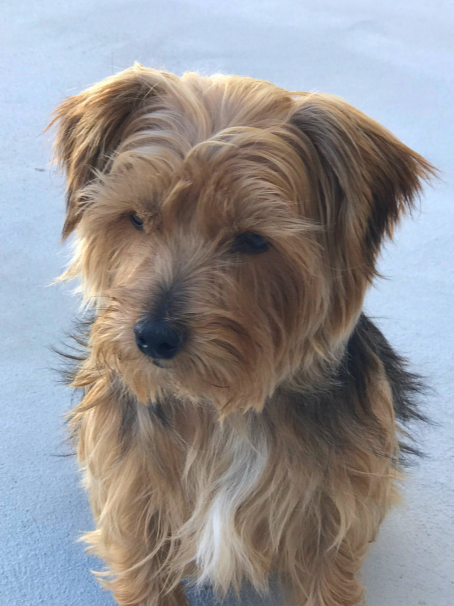 Tintin a rejoint le concours — aidez-le/la à gagner de superbes lots ! australian_silky_terrier, australian_terrier, canidae, carnivore, companion_dog, dog, dog_breed, dutch_smoushond, glen_of_imaal_terrier, mammal, morkie, norfolk_terrier, puppy, pyrenean_shepherd, rare_breed_dog, small_terrier, sporting_lucas_terrier, terrier, vertebrate, yorkshire_terrier