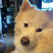 Finn is registered to the contest to win money with this photo: animal, background, canine, close_up, cozy, cute, dog, domestic, eyes, face, fluffy, friendly, fur, home, indoor, nose, pet, portrait, soft_light, window