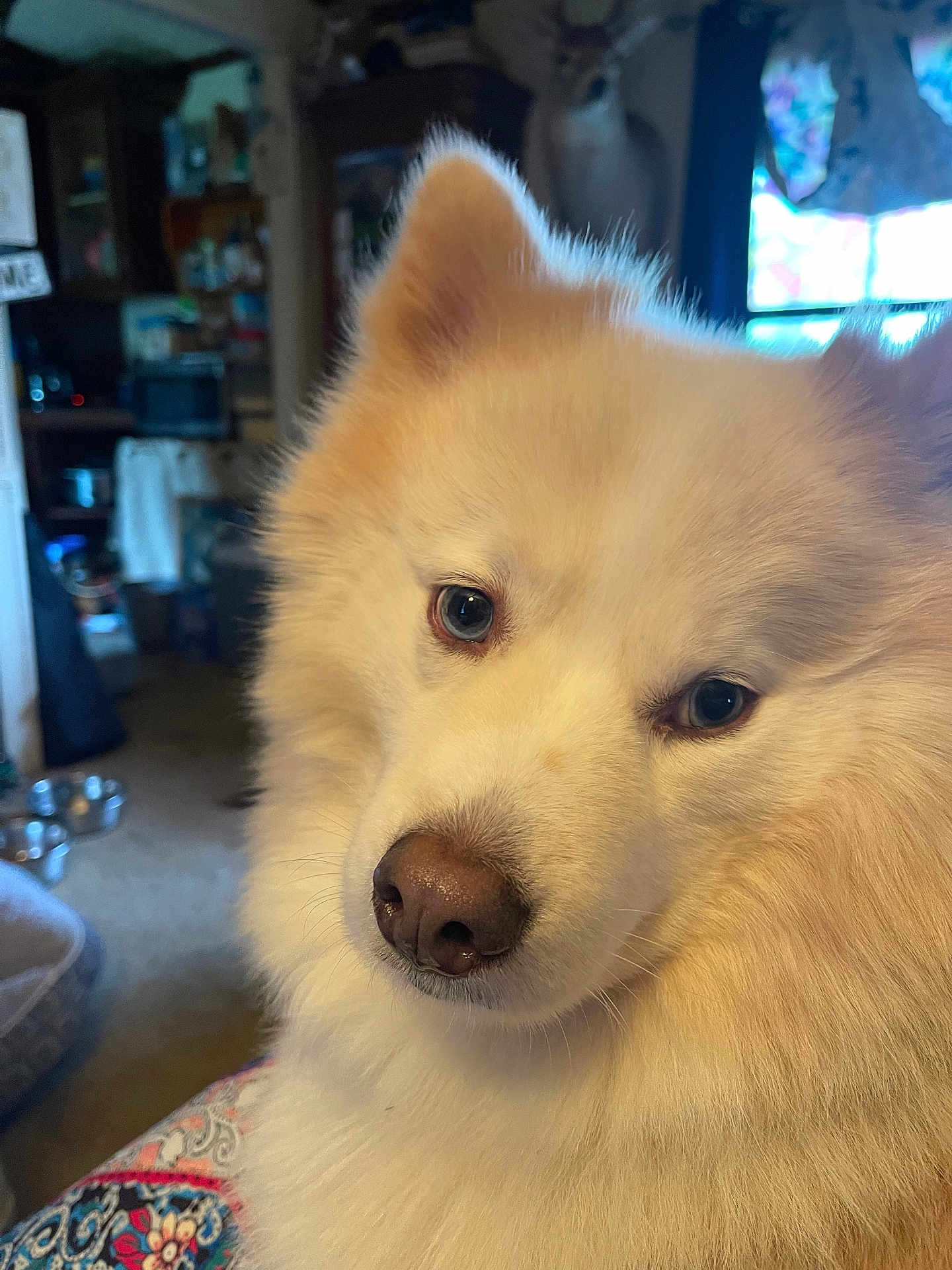 Finn