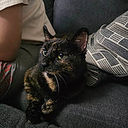 Merlin is registered to the contest to win money with this photo: cat, tortoiseshell_cat, pet, indoor, couch, sofa, person, arm, leg, furniture, relaxing, domestic_animal, whiskers, fur, closeup, green_eyes, home, companion, resting, cozy