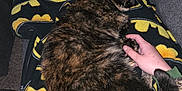 Merlin is registered to the contest to win money with this photo: cat, tortoiseshell, sleeping, blanket, batman_logo, hand, petting, couch, cozy, fur, tail, indoor, relaxation, comfort, animal, domestic_cat, resting, closeup, soft, yellow