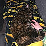 cat, tortoiseshell, sleeping, blanket, batman_logo, hand, petting, couch, cozy, fur, tail, indoor, relaxation, comfort, animal, domestic_cat, resting, closeup, soft, yellow