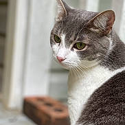 Gracie joined the competition — help win amazing prizes! cat, feline, gray_cat, white_chest, closeup, portrait, green_eyes, whiskers, pink_nose, pointed_ears, short_hair, indoor, window, soft_light, shallow_depth_of_field, blurred_background, sitting, pet, animal, photography