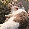 Gracie joined the competition — help win amazing prizes! cat, feline, sleepy, yawning, outdoor, sunlight, fur, gray_and_white, pet, animal, paw, whiskers, ears, relaxed, lying_down, concrete, ledge, garden, leaves, nature