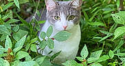 Gracie joined the competition — help win amazing prizes! cat, gray_cat, white_cat, animal, pet, feline, greenery, leaves, foliage, garden, outdoors, nature, wildlife, portrait, close_up, alert, eyes, ears, camouflage, vertical_photo