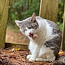 Gracie is registered to the contest to win money with this photo: cat, feline, gray_and_white, grooming, licking, paw, sitting, outdoors, woodland, forest, pine_needles, leaves, wood, wooden_structure, nature, greenery, close_up, animal, pet, portrait