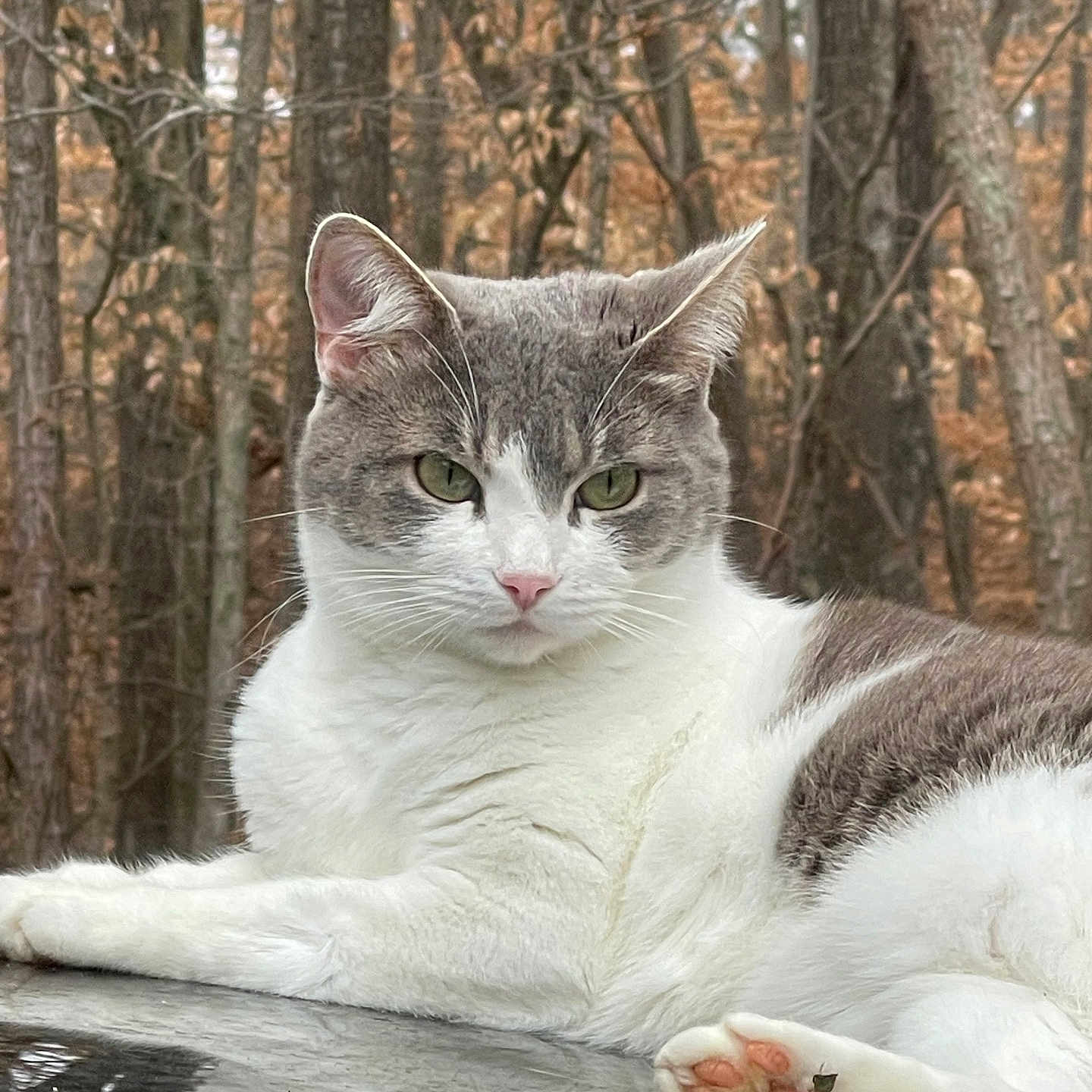 Gracie