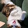 Callie joined the competition — help win amazing prizes! cat, calico_cat, fluffy, pet, animal, upside_down, lying_down, couch, green_couch, indoors, relaxed, playful, paws, whiskers, ears, fur, portrait, photograph, smartphone_screen, furniture