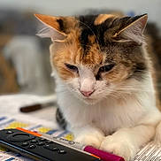 Callie joined the competition — help win amazing prizes! cat, calico_cat, pet, animal, feline, close_up, portrait, whiskers, ears, paws, fur, tricolor, indoor, desk, paper, calendar, remote_control, pens, office, funny