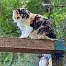 Callie is registered to the contest to win money with this photo: cat, calico_cat, fluffy, long_hair, feline, pet, animal, outdoor, forest, wooden_railing, balancing, sitting, greenery, trees, nature, whiskers, ears, fur, portrait, bokeh