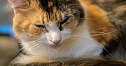 Callie is registered to the contest to win money with this photo: cat, calico_cat, sleeping, sleepy, relaxed, close_up, portrait, feline, whiskers, ears, fur, white_fur, orange_fur, black_fur, indoor, home, armchair, upholstery, cozy, soft_lighting
