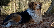 Scarlett is registered to the contest to win money with this photo: dog, canine, tricolor, fluffy, long_hair, lying_down, resting, outdoors, forest, woodland, nature, trees, tree_trunk, fallen_leaves, ground, grass, sunlight, animal_portrait, curled_tail, peaceful
