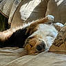 Scarlett joined the competition — help win amazing prizes! dog, sleeping, nap, upside_down, lying_down, fluffy, golden_brown, white_fur, paws_up, closed_eyes, black_nose, bed, blanket, pillows, bedroom, indoors, sunlight, cozy, relaxed, pet
