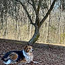 Scarlett is registered to the contest to win money with this photo: dog, tricolor_dog, pet, animal, lying_down, outdoors, forest, woodland, fallen_leaves, trees, tree_trunk, nature, wildlife, canine, fur, fluffy_tail, brown_fur, black_fur, white_fur, sunlight