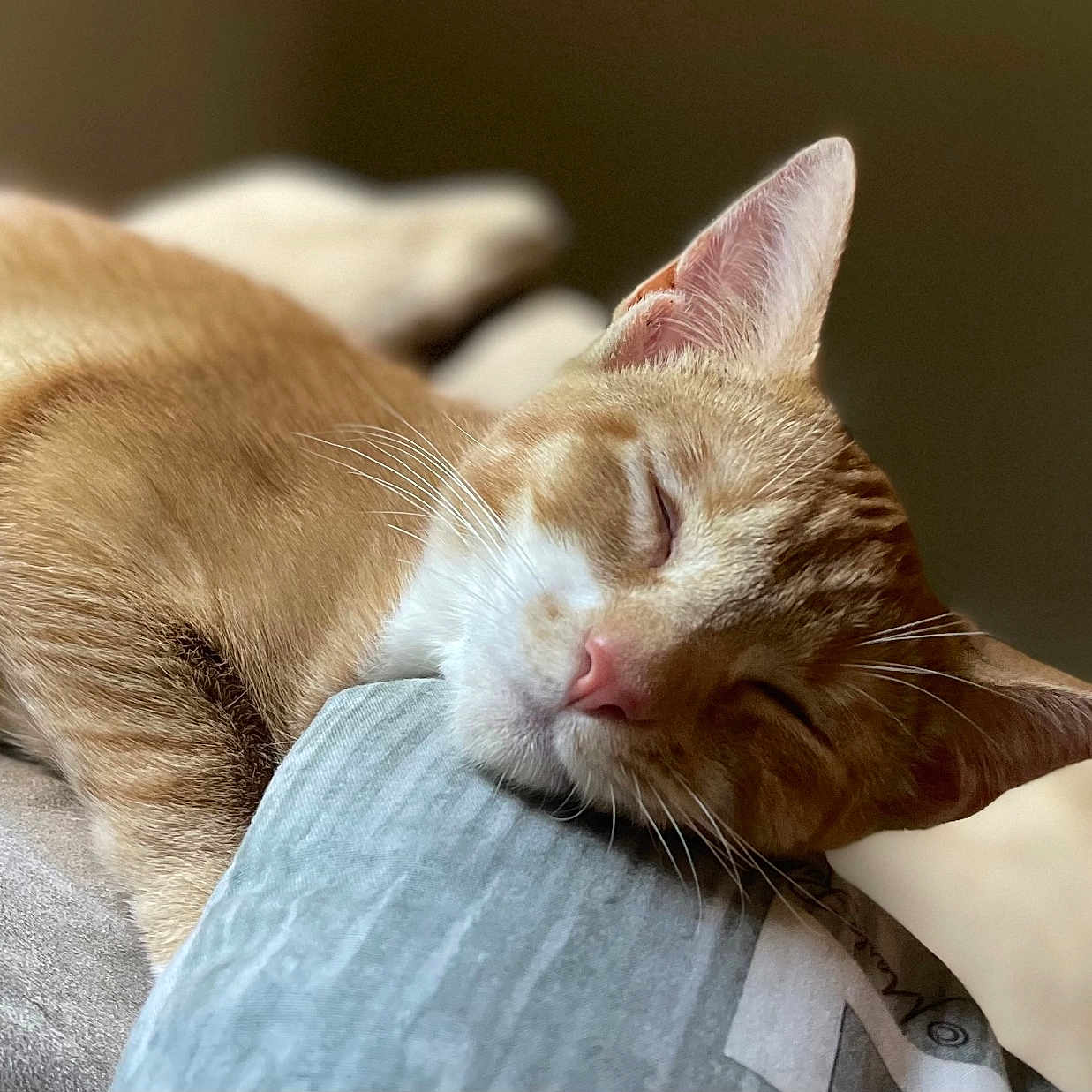Nala