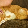 cat, orange_cat, white_patches, pet, animal, feline, sleepy, lying_down, couch, sofa, indoors, close_up, whiskers, ears, eyes, paws, fur, relaxed, domestic_animal, portrait