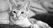 Nala joined the competition — help win amazing prizes! cat, feline, pet, animal, portrait, black_and_white, close_up, whiskers, ears, eyes, paws, tabby, short_hair, lying_down, cushion, sofa, indoor, relaxed, staring, photography
