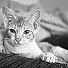 cat, feline, pet, animal, portrait, black_and_white, close_up, whiskers, ears, eyes, paws, tabby, short_hair, lying_down, cushion, sofa, indoor, relaxed, staring, photography
