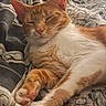 cat, orange_cat, white_cat, sleeping, sleepy, relaxed, pet, animal, whiskers, ears, paws, fur, tabby, close_up, portrait, bed, blanket, bedding, indoors, cozy