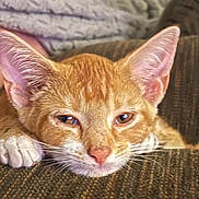 Nala joined the competition — help win amazing prizes! cat, orange_cat, white_paws, feline, pet, animal, sleepy, relaxed, lying_down, close_up, whiskers, ears, pink_nose, green_eyes, striped_fur, couch, indoor, home, portrait, cozy