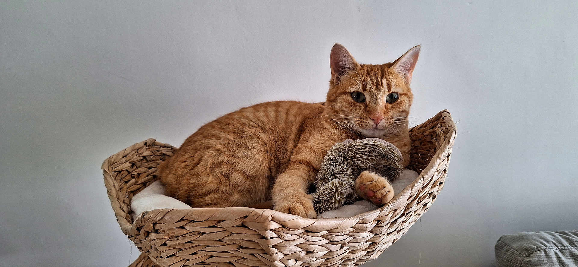 Sweety participe au concours pour gagner de l'argent avec cette photo : cat, ginger_cat, tabby, basket, woven_basket, plush_toy, toy, cushion, indoor, pet, feline, cozy, resting, animal, fur, whiskers, paws, closeup, relaxing, home
