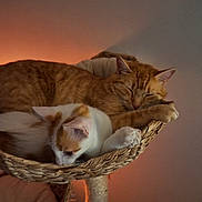 Sweety participe au concours pour gagner de l'argent avec cette photo : cat, orange_tabby, white_cat, sleeping, basket, cozy, indoor, lamp, salt_lamp, plant, potted_plant, furniture, resting, pet, warm_light, home, quiet, relaxing, fur, cute