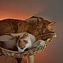 cat, orange_tabby, white_cat, sleeping, basket, cozy, indoor, lamp, salt_lamp, plant, potted_plant, furniture, resting, pet, warm_light, home, quiet, relaxing, fur, cute