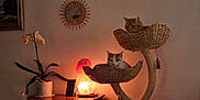 Sweety participe au concours pour gagner de l'argent avec cette photo : cat, cat_tree, indoor, lamp, salt_lamp, orchid, plant, furniture, decor, wall, basket, pet, animal, cozy, relaxing, home, warm_light, orange_cat, white_cat, hanging_toy