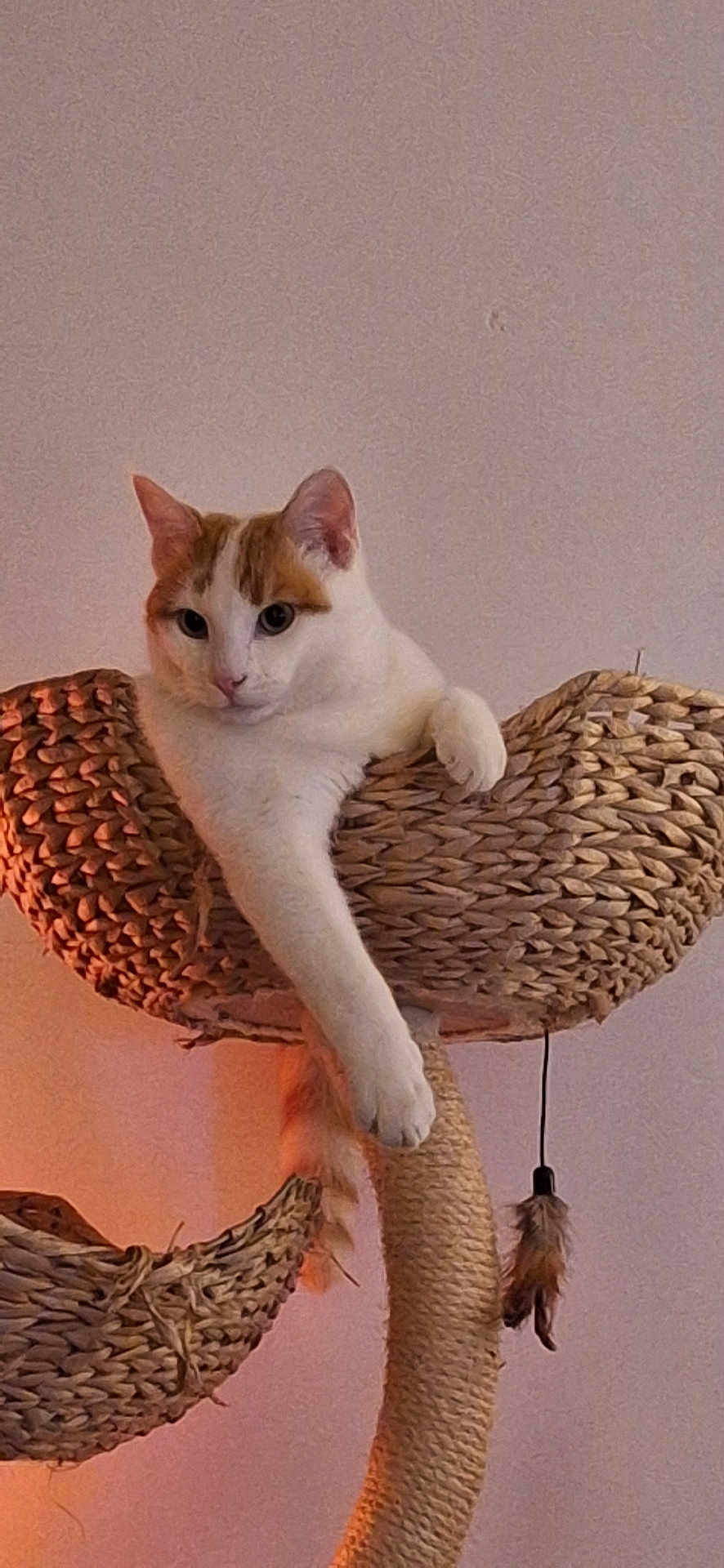 Willow participe au concours pour gagner de l'argent avec cette photo : cat, cat_tree, woven, relaxed, pet, feline, indoor, paw, orange, white, feather_toy, hanging_toy, scratching_post, animal, cute, cozy, pet_accessory, furniture, resting, domestic_cat