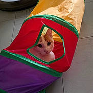 Willow a rejoint le concours — aidez-le/la à gagner de superbes lots ! cat, indoor, playful, colorful_tunnel, rainbow_colors, floor_tiles, curious, pet, animal, orange_and_white_cat, toy, looking, feline, chair_leg, home, cute, small, pet_toy, curiosity, domestic_animal