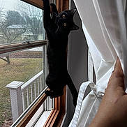 Taz joined the competition — help win amazing prizes! black_cat, cat, feline, window, curtain, climbing, indoor, pet, whiskers, paws, wood_frame, window_screen, backyard, railing, hand, looking_up, curious, daylight, portrait, sill