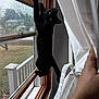 black_cat, cat, feline, window, curtain, climbing, indoor, pet, whiskers, paws, wood_frame, window_screen, backyard, railing, hand, looking_up, curious, daylight, portrait, sill