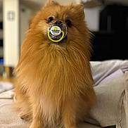 Tigrou participe au concours pour gagner de l'argent avec cette photo : accessories, animal, canine, chow, cockerspaniel, couch, dog, furniture, hardwood, indoors, interiordesign, logo, papillon, pet, plywood, puppy, sphere, strap, terrier, wood