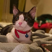Nicokiko a rejoint le concours — aidez-le/la à gagner de superbes lots ! cat, pet, feline, black_and_white, collar, bell, pink_nose, blanket, indoor, cozy, fur, whiskers, ears, closeup, animal, domestic, resting, bedroom, soft, cute