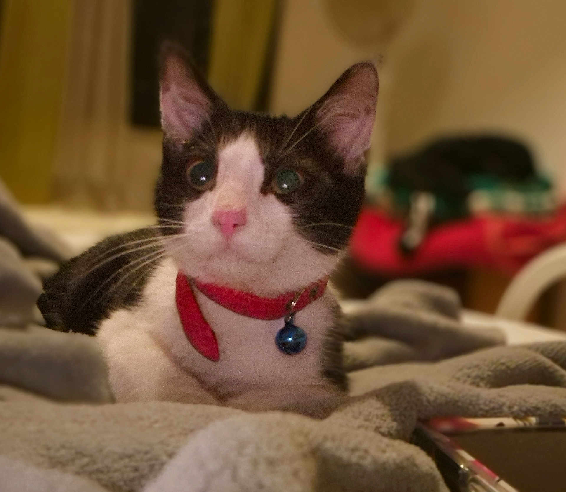 Nicokiko a rejoint le concours — aidez-le/la à gagner de superbes lots ! cat, pet, feline, black_and_white, collar, bell, pink_nose, blanket, indoor, cozy, fur, whiskers, ears, closeup, animal, domestic, resting, bedroom, soft, cute