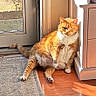 cat, orange_tabby, indoor, sunlight, wooden_floor, rug, cabinet, door, relaxed, lounging, pet, feline, cozy, home, window, sunny, flooring, animal, cute, chubby