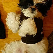 Caddy is registered to the contest to win money with this photo: dog, pet, fluffy, black_and_white, lying_down, wooden_floor, cute, small_dog, fur, paws, shirt, indoors, animal, companion, adorable, looking_up, playful, relaxed, domestic, friendly