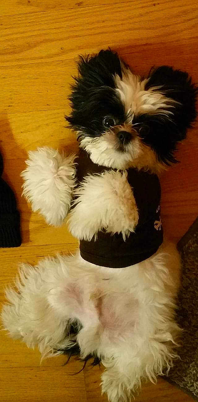 Caddy is registered to the contest to win money with this photo: dog, pet, fluffy, black_and_white, lying_down, wooden_floor, cute, small_dog, fur, paws, shirt, indoors, animal, companion, adorable, looking_up, playful, relaxed, domestic, friendly