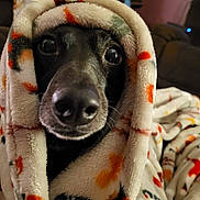 Jjp is registered to the contest to win money with this photo: animal, black_dog, blanket, closeup, comfort, cozy, cute, dog, eyes, fur, home, indoor, nose, patterned_blanket, pet, portrait, snuggled, soft, warm, wrapped