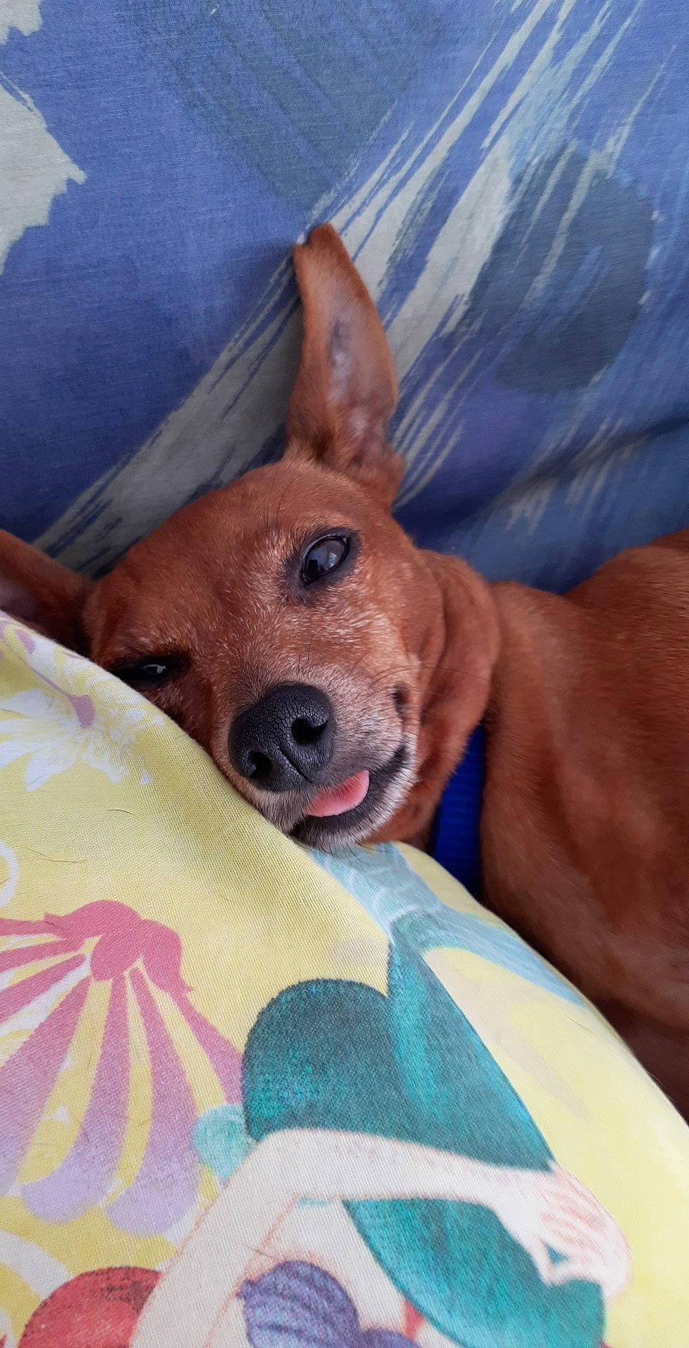 Scooby participe au concours pour gagner de l'argent avec cette photo : canidae, carnivore, comfort, companion_dog, dog, dog_bed, dog_breed, dog_sports, dog_toy, fawn, fur, guard_dog, non_sporting_group, smile, snout, sporting_group, terrestrial_animal, whiskers, working_animal, wrinkle