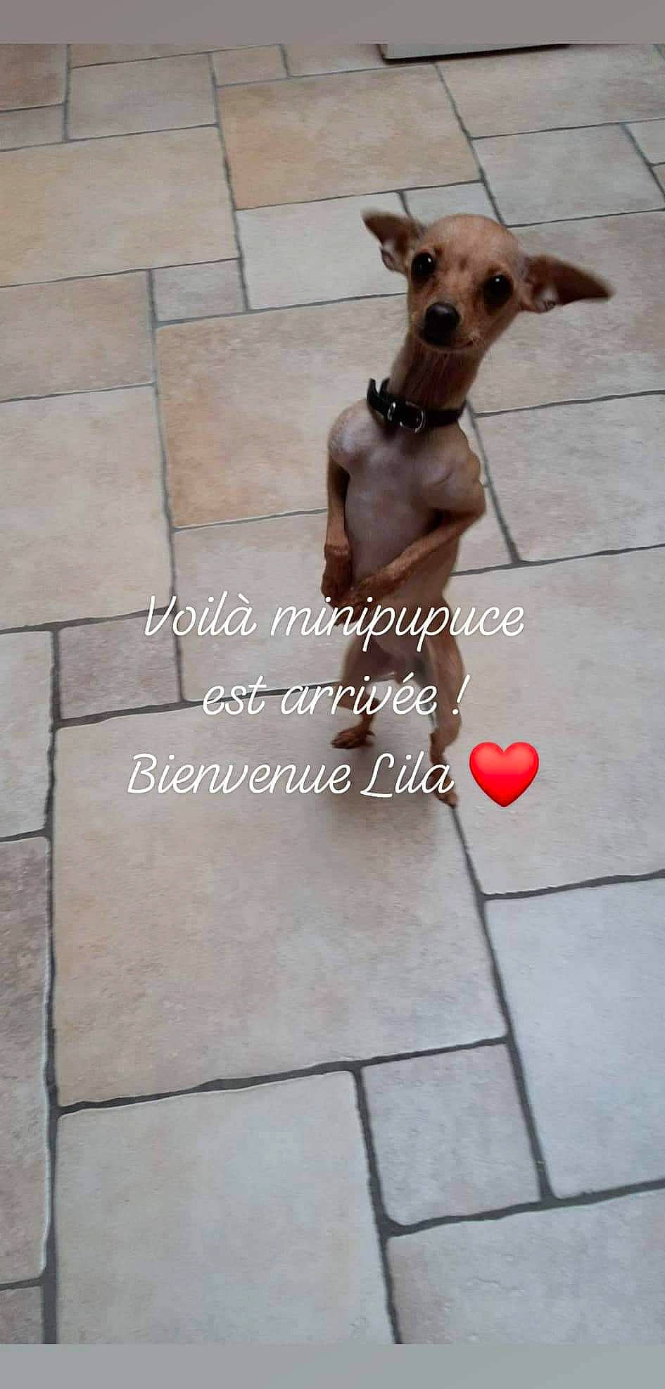 Lila participe au concours pour gagner de l'argent avec cette photo : art, carnivore, companion_dog, concrete, dog, dog_breed, dog_supply, fawn, flagstone, flooring, font, grey, metal, pattern, pet_supply, photo_caption, road_surface, snout, terrestrial_animal, working_animal