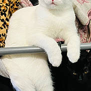 Big Baby Angel joined the competition — help win amazing prizes! white_cat, black_cat, cat, heterochromia, indoor, feline, pets, relaxed, posing, metal_bar, fabric, blanket, leopard_print, pink_towel, soft_texture, animal, domestic_cat, two_cats, cute, companions