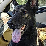 Eden a rejoint le concours — aidez-le/la à gagner de superbes lots ! dog, german_shepherd, car_interior, tongue_out, pet, animal, canine, window, sunlight, seat, dashboard, alert, fur, ears, domestic_animal, companion, vehicle, resting, looking_away, bright