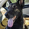 dog, german_shepherd, car_interior, tongue_out, pet, animal, canine, window, sunlight, seat, dashboard, alert, fur, ears, domestic_animal, companion, vehicle, resting, looking_away, bright