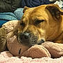 animal, blanket, brown_dog, close_up, comfort, cozy, cute, dog, fur, indoor, napping, peaceful, pet, plush_toy, relaxation, resting, sleeping, snuggling, soft_texture, warm