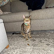 Ramsey is registered to the contest to win money with this photo: cat, tabby, pet, animal, indoor, carpet, couch, living_room, collar, furniture, home, decorations, holiday, christmas, curious, sitting, alert, feline, flash, cozy