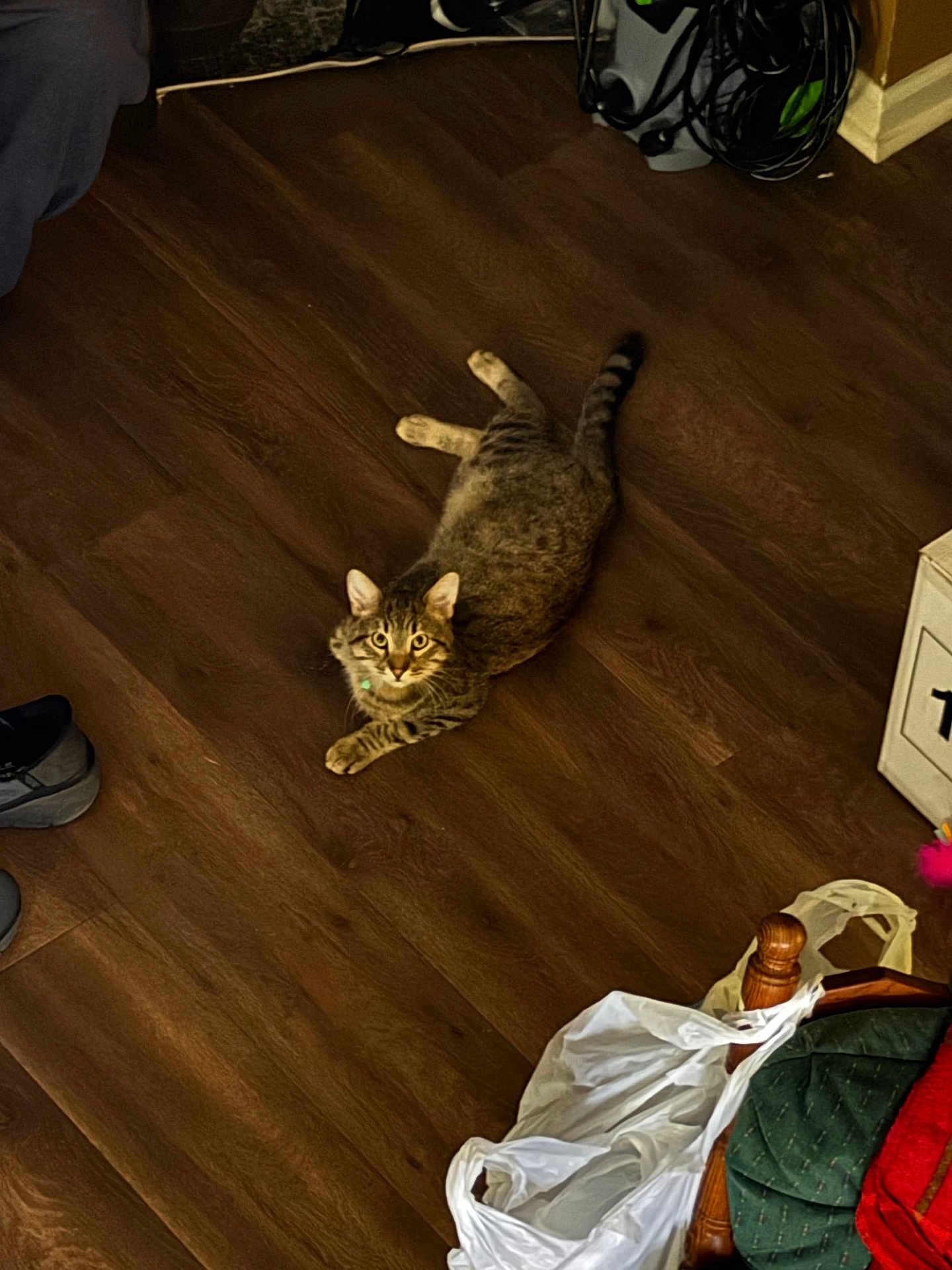 Ramsey joined the competition — help win amazing prizes! cat, tabby, wooden_floor, plastic_bag, shoe, cords, chair, home, indoor, pet, curious, animal, feline, looking, flooring, brown, relaxed, domestic, household, furniture