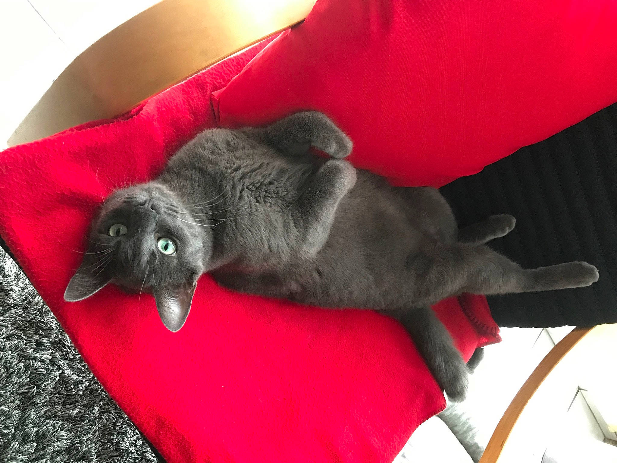 Shamallow participe au concours pour gagner de l'argent avec cette photo : black_cat, canidae, carnivore, claw, comfort, companion_dog, couch, dog_breed, domestic_short_haired_cat, felidae, fur, grey, paw, red, small_to_medium_sized_cats, snout, sporting_group, tail, terrestrial_animal, whiskers