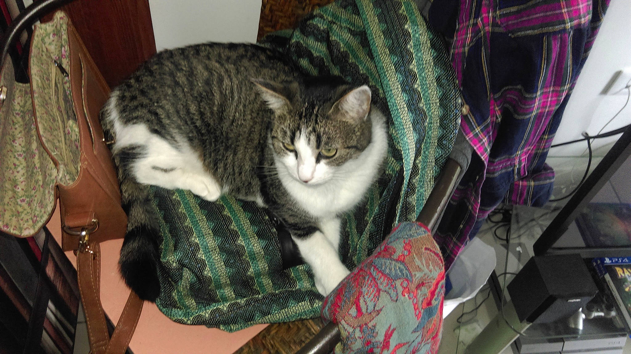 Masha a rejoint le concours — aidez-le/la à gagner de superbes lots ! american_shorthair, asian, carnivore, cat, design, domestic_short_haired_cat, dragon_li, european_shorthair, felidae, fur, kitten, pattern, small_to_medium_sized_cats, tabby_cat, whiskers